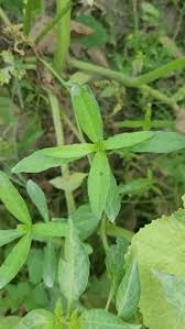 Image result for Tragia lasiophylla