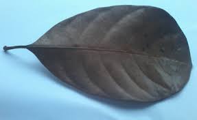 Setelah kering bilas dengan air dingin. Kegunaan Daun Nangka Untuk Wajah Cantik Tak Harus Mahal Jerawat Hilang Muka Jadi Lembut Karya Media Empat