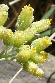 Image result for Helichrysum forskahlii