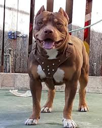 268 Likes 1 Comments Pittmonsterbrasil Pittmonsterbrasil On Instagram In 2020 Bully Breeds Dogs Pitbull Terrier Doberman Love