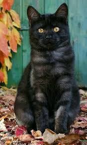 Black And White Tabby Cat Kitten Beautiful Gray Black Tabby Cat Cat Cats Chats Et Chatons Animaux Chat