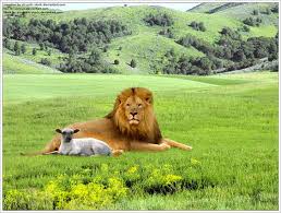 I'm a little size queen! Lion And Lamb Lion Of Judah Lion Heaven Painting