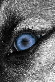 Black And Grey Wolf With Blue Eyes Harvest Moon Wolf Eyes Grey Wolf Series Beautiful Wolves