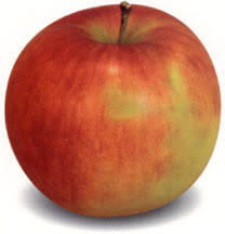 60 transparent png illustrations and cipart matching jonagold. Jonagold Washington Fruit Produce Co