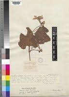 Image result for Peponium