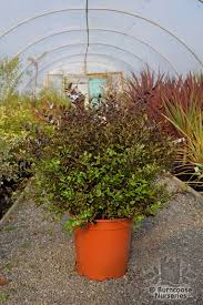 We did not find results for: Pittosporum Tenuifolium Tom Thumb From Burncoose Nurseries