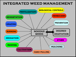 Cannabis cultivation, like any agricultural pursuit, requires strict attention to pest management. Control Iwm