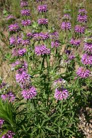 Image result for Motandra paniculata