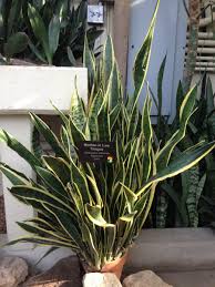 Check spelling or type a new query. 12 Poisonous Houseplants Their Health Effects And Safe Alternatives Dengarden