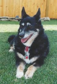 Mo (jln) kansas city, mo (ksc) lake of the ozarks (loz). Why A Rehoming Or Adoption Fee Is Necessary For Pet Adoptions Pethelpful
