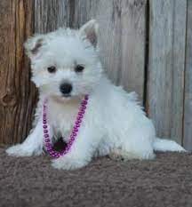 Puppies For Sale All Breeds Lancaster Puppies Westie Puppies For Sale Westie Puppies Puppies