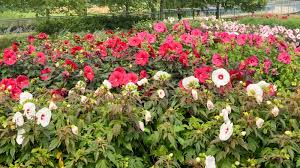 Image result for Hibiscus mechowii