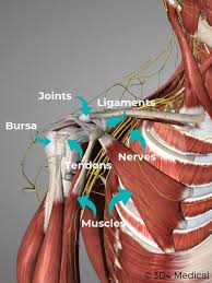 Maybe you would like to learn more about one of these? Shoulder Pain Treatment Relief Geelong Osteopaths