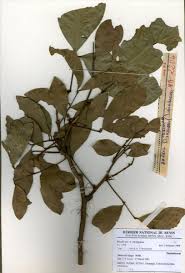 Image result for Pancovia