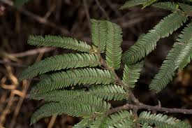 Image result for Brachystegia