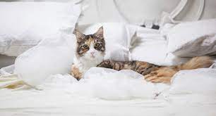 Put his pillow on it or nearby and scatter his toys around let us know in the comment section below as we'd love to hear your tips and tricks on how to keep cats off the furniture! How To Keep Your Cat Off The Bed Especially At Night