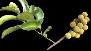 Image result for Peraceae