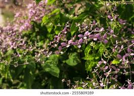 Image result for Congea