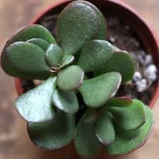 Get a pot or tray with drainage holes. How To Propagate A Jade From A Stem Cutting Gardenstead