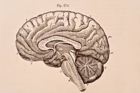 This section of the website will explain large and minute details of axial brain cross sectional anatomy. Human Brain Facts Functions Anatomy Live Science