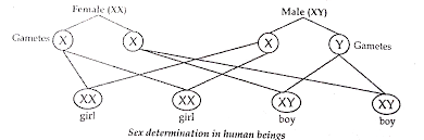 Lesson summary karyotypes a genome is the full set of all. How Many Pairs Of Chromosomes Are Present In Human Beings Out Of These How Many Are Sex Chromosomes How Many Types Of Sex Chromosomes Are Found In Human Beings