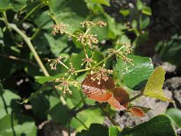 Image result for Ampelocissus