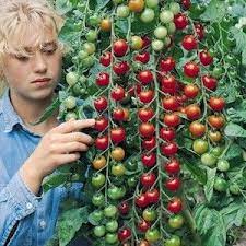 Made in the usa and 100% guaranteed to grow. Pin On Vegetables