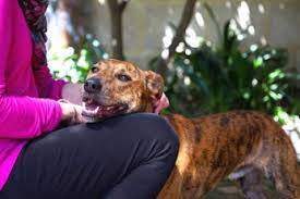 10 Ways Dogs Show They Love You Farm Supply