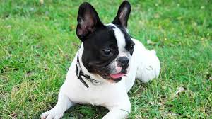 Find out about the frug's breed traits and temperament before adopting this adorable pup! Get To Know The Frug Dog The Adorable Frenchie And Pug Mix Barking Royalty