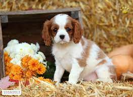 As a giant dog breed, they are prone to joint issues as they age and can be at risk for bloat in dogs.other health concerns associated with the newfoundland include hip dysplasia, elbow dysplasia, cardiac disease, and a condition called cysturnia. Missy Cavalier King Charles Spaniel Puppy For Sale In Newmanstown Pa Cav King Charles Cavalier Spaniel Puppy Spaniel Puppies For Sale King Charles Spaniel