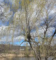 Image result for Salix babylonica