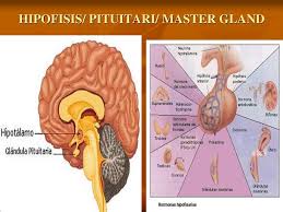 Dari hal ini lah sebutan lain hipofisis adalah master of glands. Sistem Endokrin Dwi Rini Ambarwati Ppt Download
