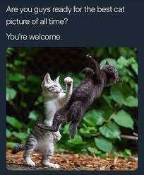 Click The Photo For More Adorable And Cute Cat Videos And Photos Cutecats Cats Kittens Catvideo Funny Animal Memes Funny Animal Pictures Funny Animal Jokes