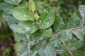 On many crepe myrtle tree varieties, the leaves turn brilliant colors in the fall. Diseases Of Crape Myrtles The Tree Center