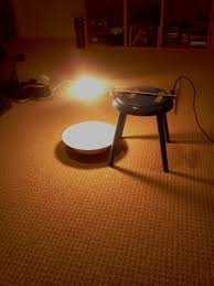 The Cat Has Fleas Lamp Bowl Of Water Improv Flea Trap Pics