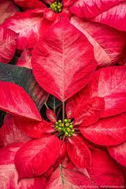 Poinsettias 2019 Beautiful Flowers Pictures Poinsettia Beautiful Flowers