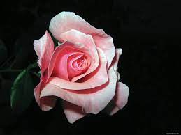 The Pink Rose On A Black Background Black Flowers Pink Roses 1600x1200 Wallpapers Photografies Photo Wallpapers Best Qu Rose Flowers Black Backgrounds