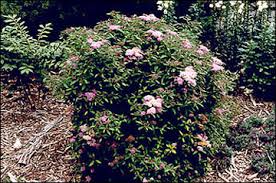 Check spelling or type a new query. Selecting Landscape Plants Deciduous Shrubs Mu Extension