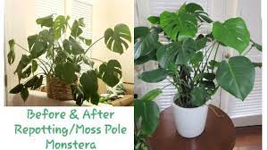 Apr 19, 2021 · regular cheese plant maintenance mist the moss on the pole regularly. Staking And Repotting Monstera Deliciosa Youtube