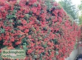 Image result for Pyracantha coccinea red column