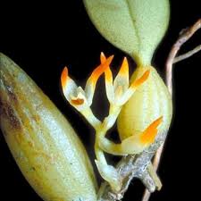 Image result for Bulbophyllum encephalodes