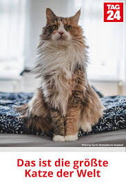 pin auf tiere