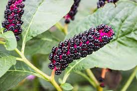 Image result for Phytolaccaceae