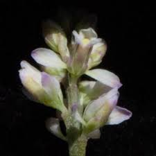 Image result for Polygala sadebeckiana