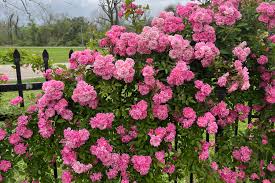 Image result for Stolzia kalkhof-roseae