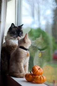 Pin By Mex Kutsal On Omshakthi Cats Cat Lovers I Love Cats