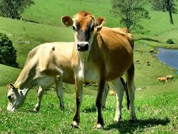 Visit Australia Travel Tour Information Tourism Australia Mini Cows Jersey Cow Animals Beautiful