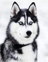 gugursoy adli kullanicinin dovmeler panosundaki pin 2020 goruntuler ile sibirya kurdu husky shiba inu