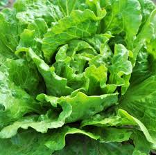 Image result for Lactuca sativa