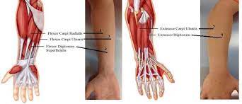 It acts to extend and adduct at the carpus/wrist from anatomical position. Forearm Muscles Used In Semg Acquisition 1 Flexor Carpi Radialis 2 Download Scientific Diagram